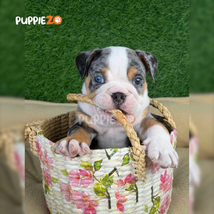 english-bulldog-puppies-for-sale