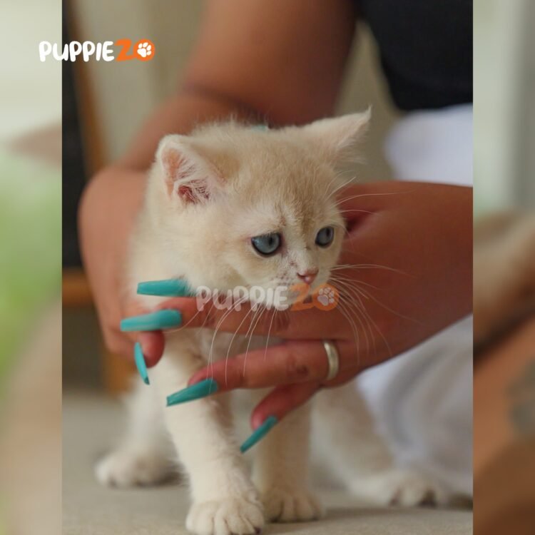 british-shorthair-cat-for-sale