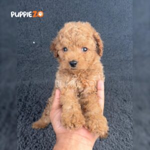 maltipoo-puppies-for-sale