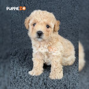 maltipoo-puppies-for-sale