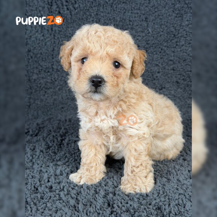 maltipoo-puppies-for-sale