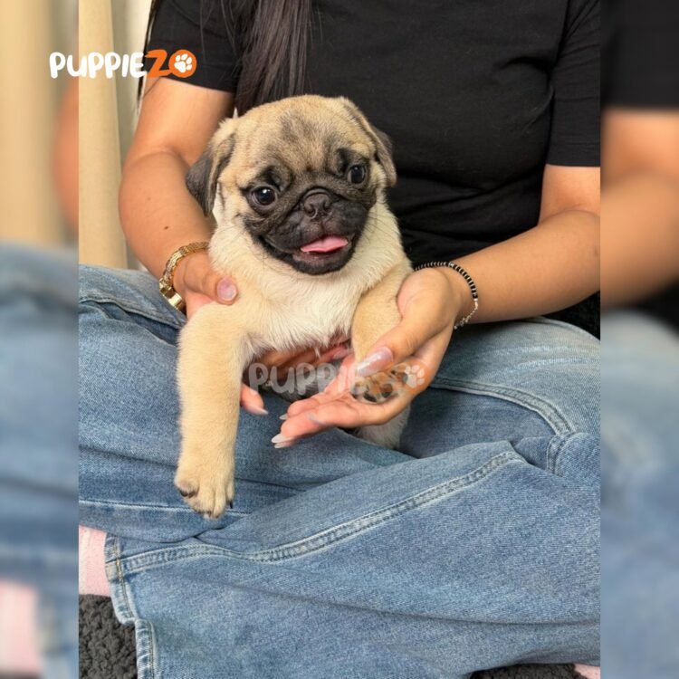 pug-puppies-for-sale