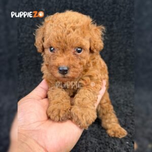 maltipoo-puppies-for-sale
