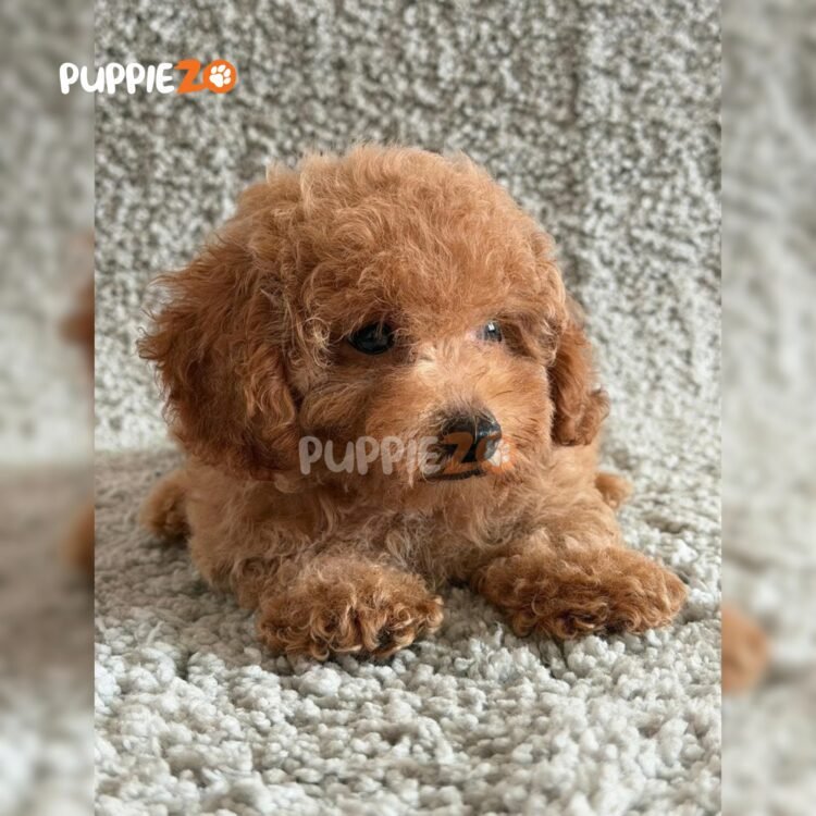 poodle-puppies-for-sale