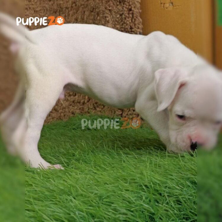 boxer-puppies-for-sale