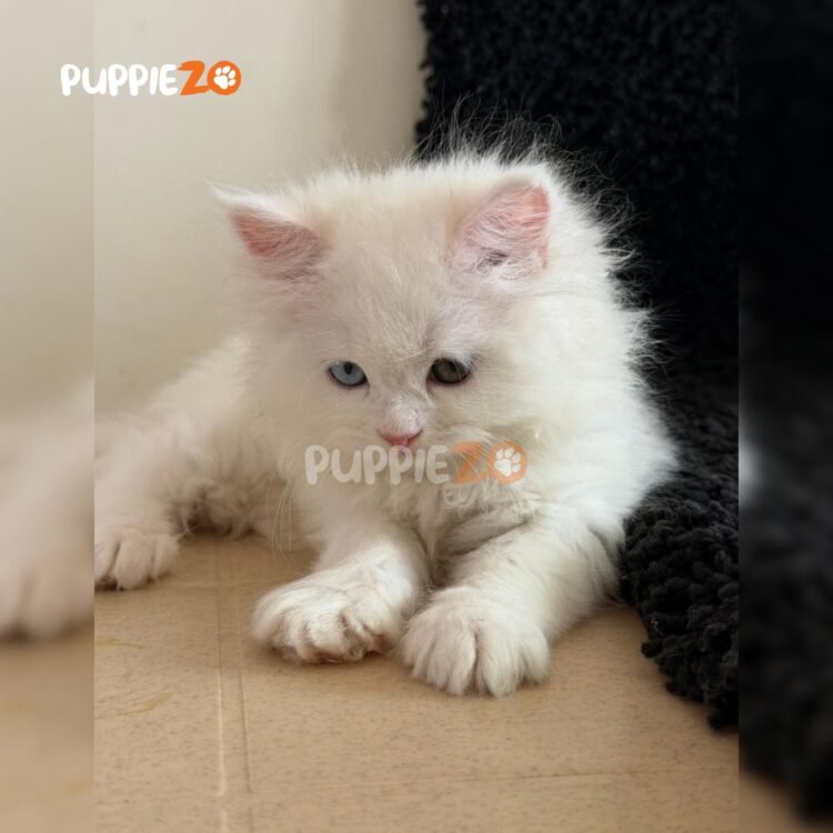 persian-cat-for-sale