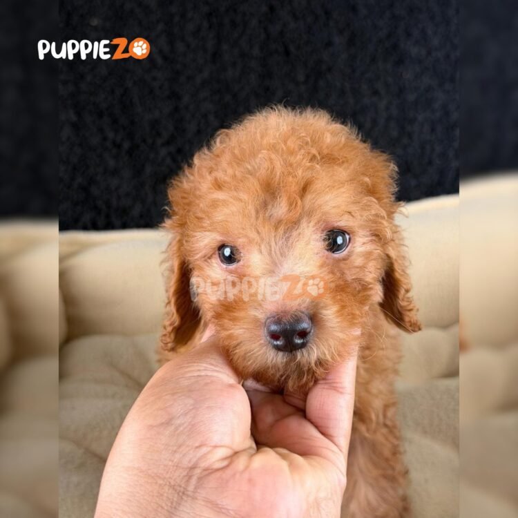 poodle-puppies-for-sale
