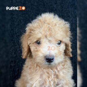 poodle-puppies-for-sale