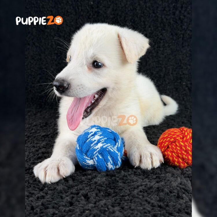german-shepherd-puppies-for-sale