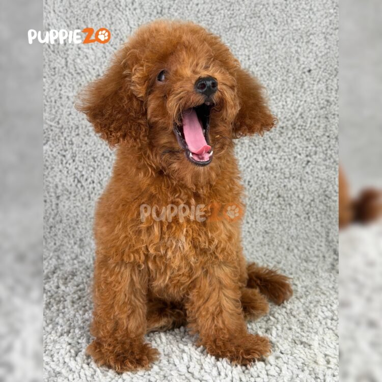 goldendoodle-puppies-for-sale