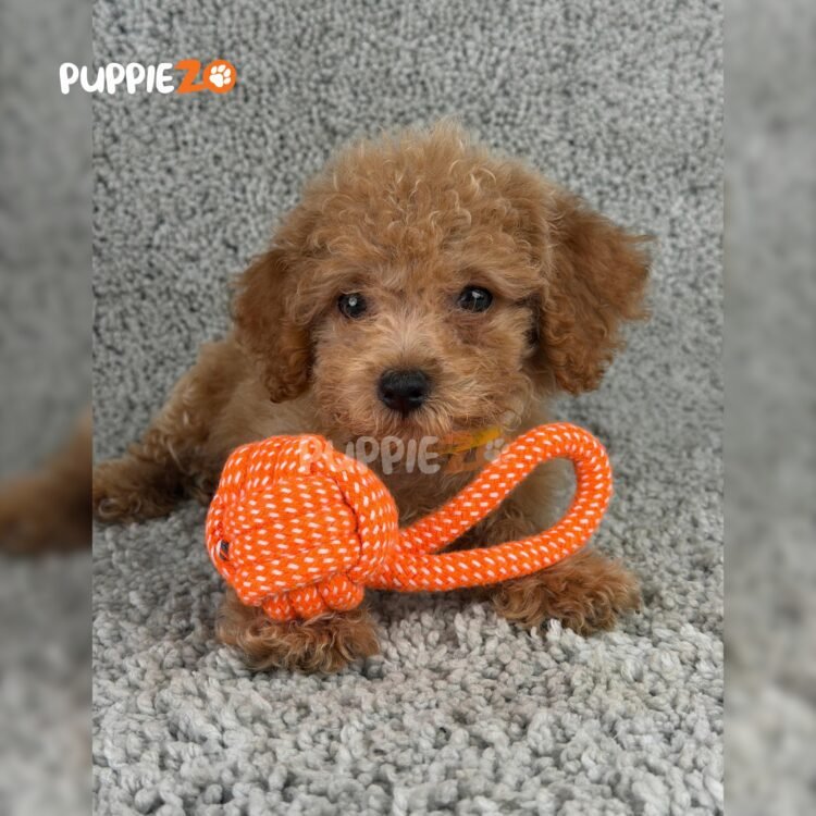 poodle-puppies-for-sale