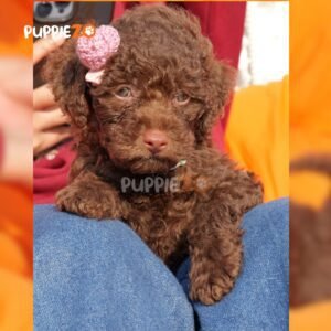 chocolate-poodle-puppies-for-sale