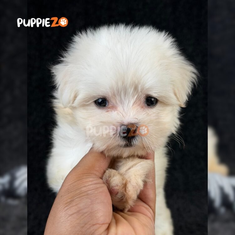 maltese-puppies-for-sale