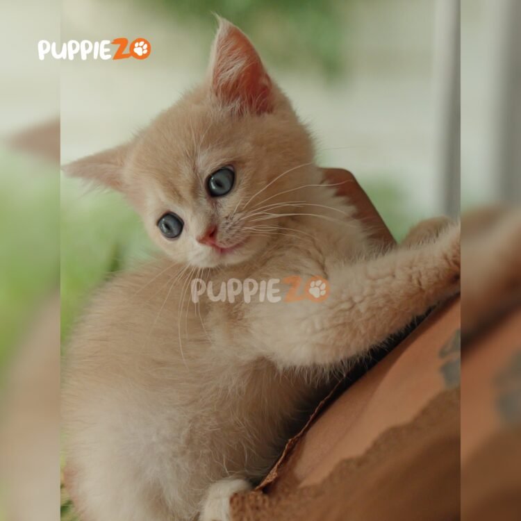 british-shorthair-cat-for-sale