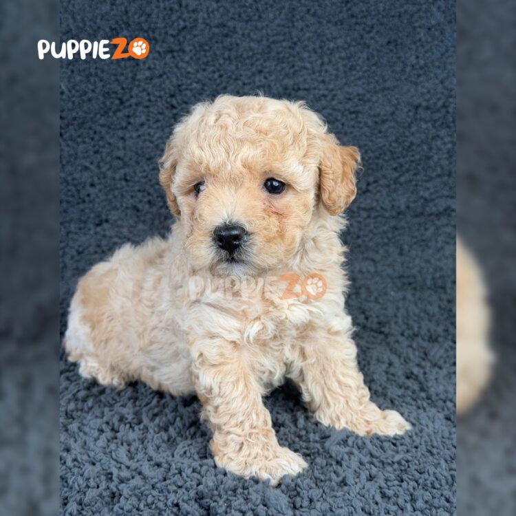 maltipoo-puppies-for-sale