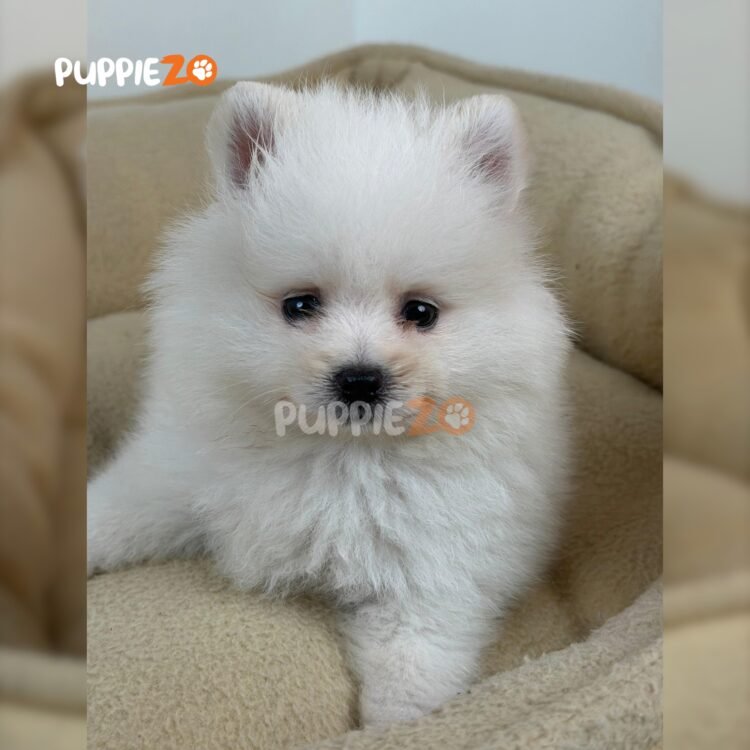 toy-pom-puppies-for-sale