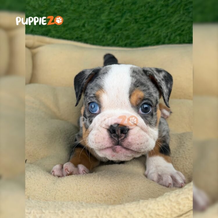 english-bulldog-puppies-for-sale