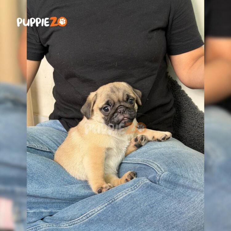 pug-puppies-for-sale