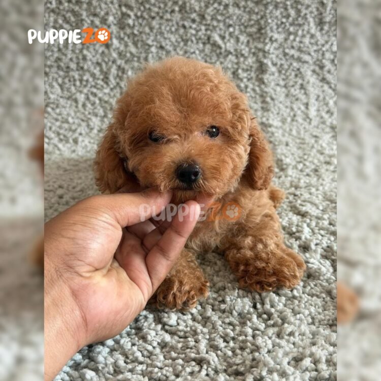 poodle-puppies-for-sale