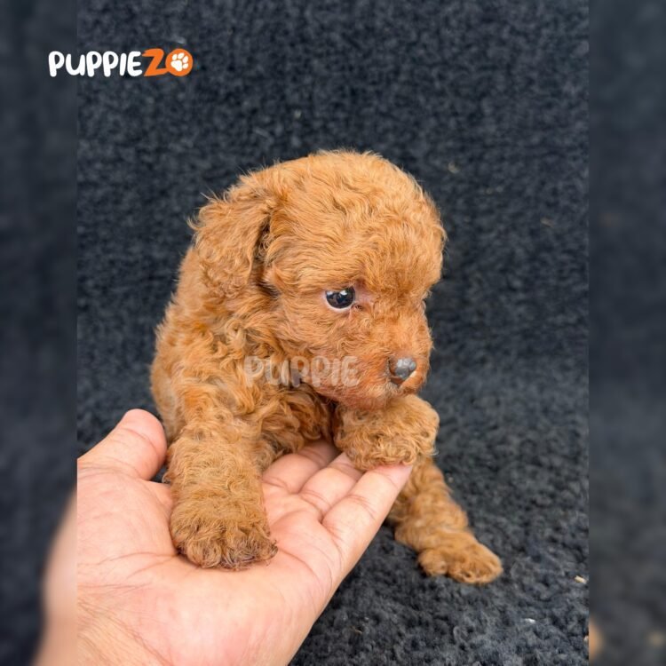 maltipoo-puppies-for-sale