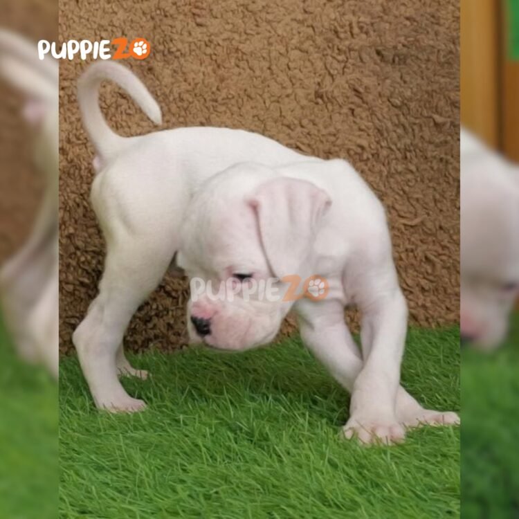 boxer-puppies-for-sale