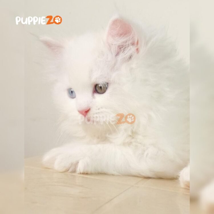 persian-cat-for-sale