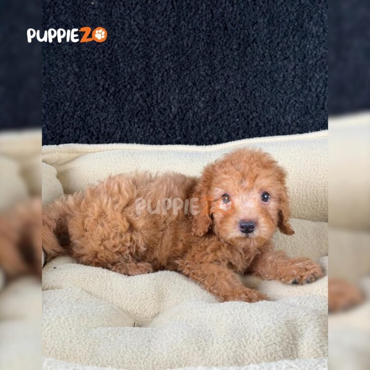 poodle-puppies-for-sale