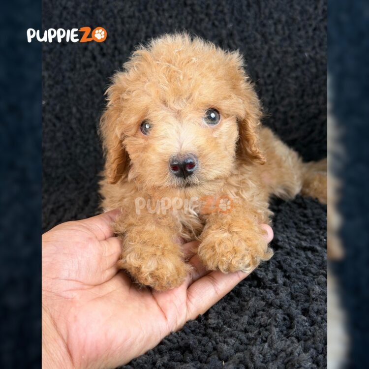 poodle-puppies-for-sale