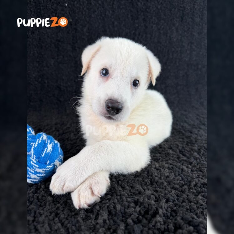 german-shepherd-puppies-for-sale