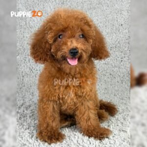 goldendoodle-puppies-for-sale