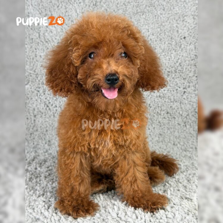 goldendoodle-puppies-for-sale