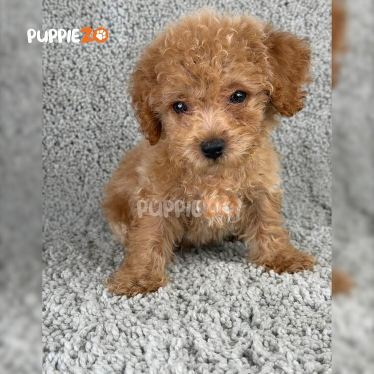 poodle-puppies-for-sale