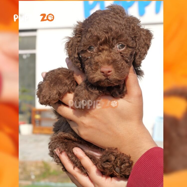 chocolate-poodle-puppies-for-sale