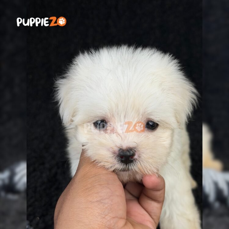 maltese-puppies-for-sale