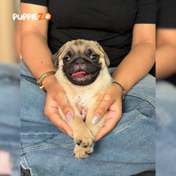 pug-puppies-for-sale