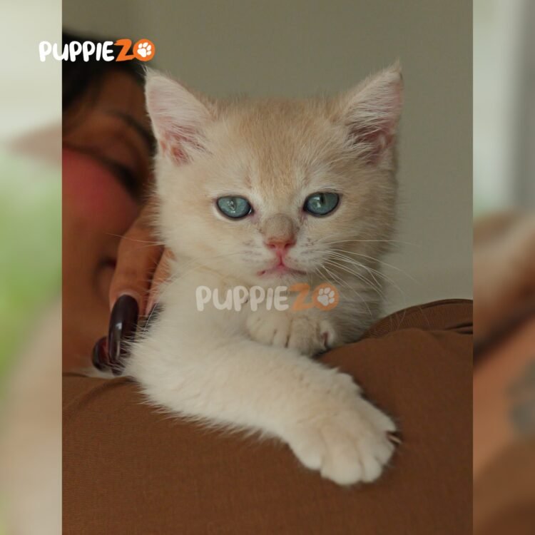 british-shorthair-cat-for-sale