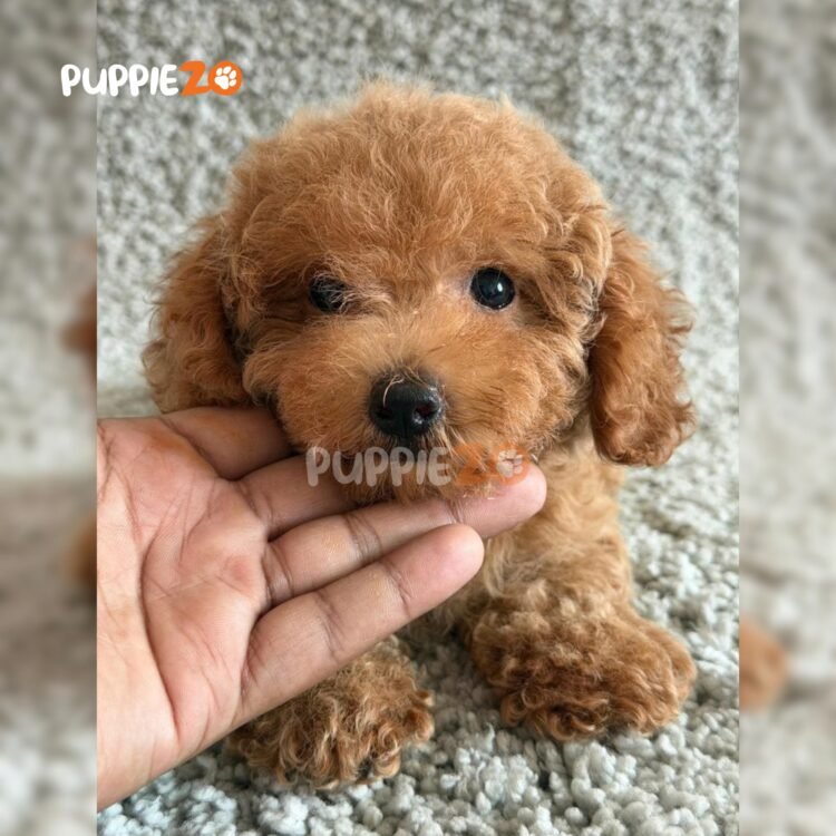 poodle-puppies-for-sale