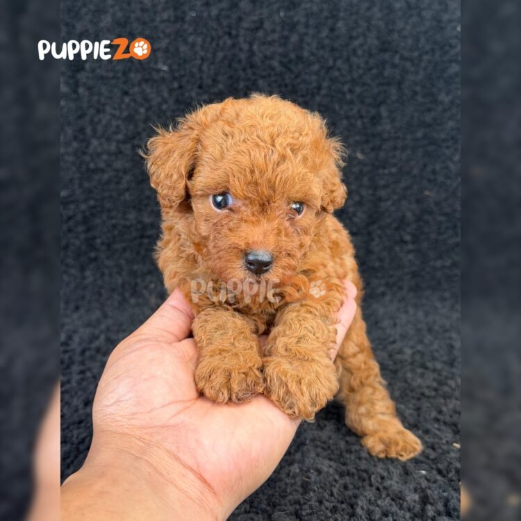 maltipoo-puppies-for-sale