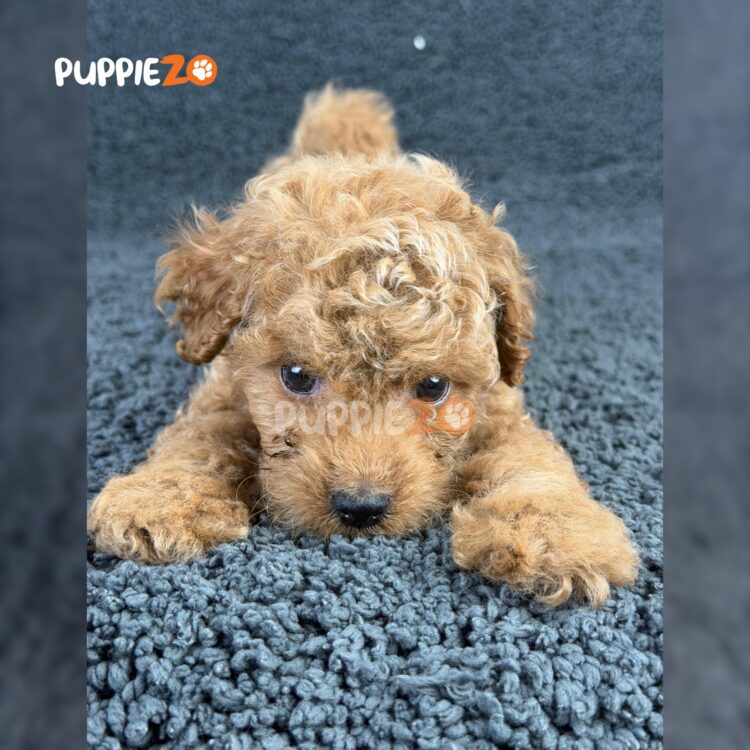 maltipoo-puppies-for-sale
