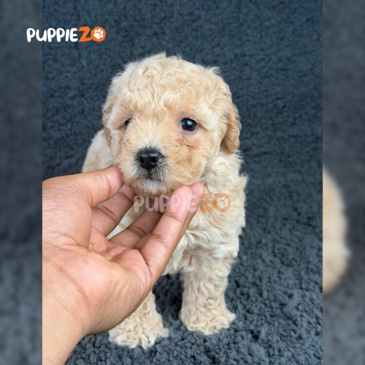 maltipoo-puppies-for-sale