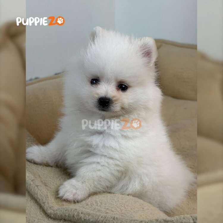 toy-pom-puppies-for-sale