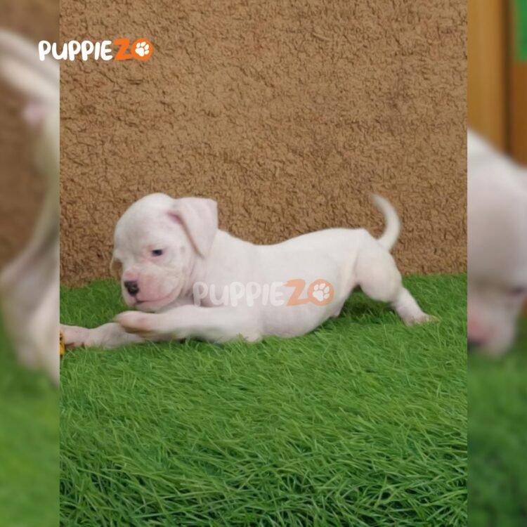 boxer-puppies-for-sale