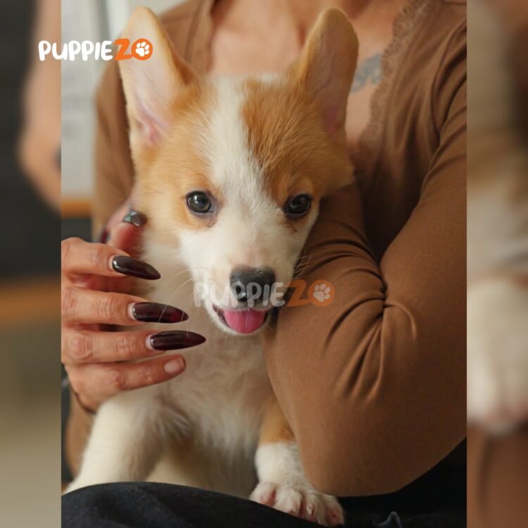 corgi-puppies-for-sale