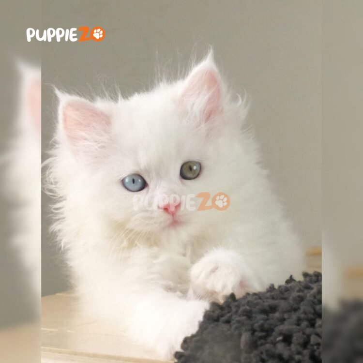 persian-cat-for-sale