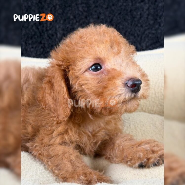 poodle-puppies-for-sale