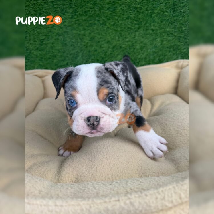 english-bulldog-puppies-for-sale