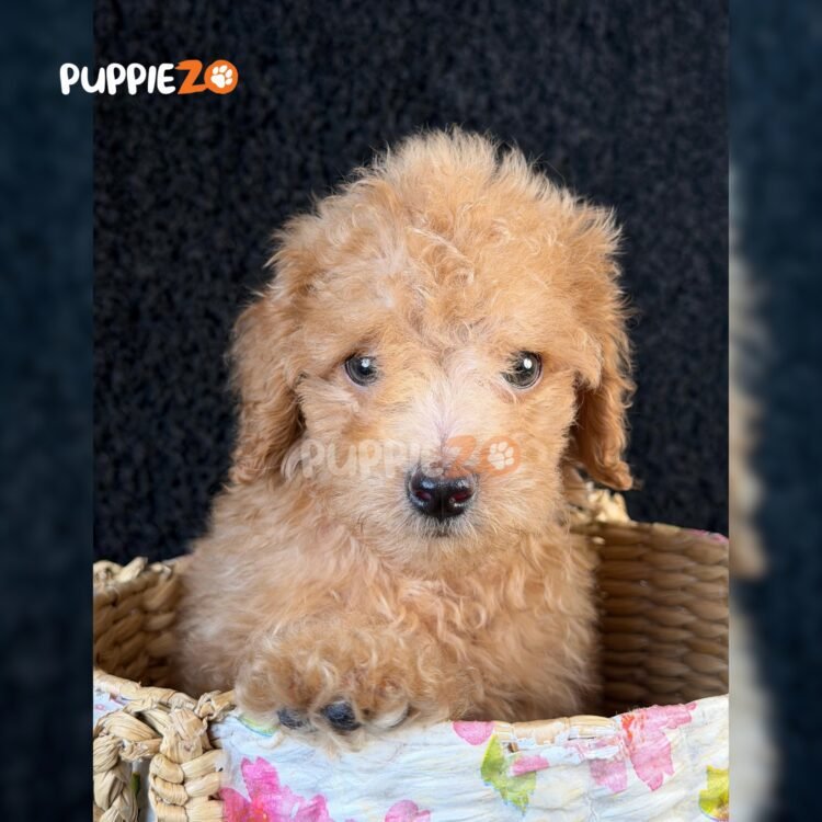 poodle-puppies-for-sale