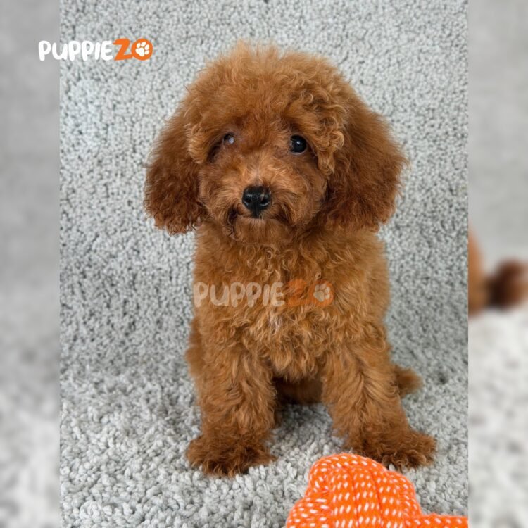 goldendoodle-puppies-for-sale