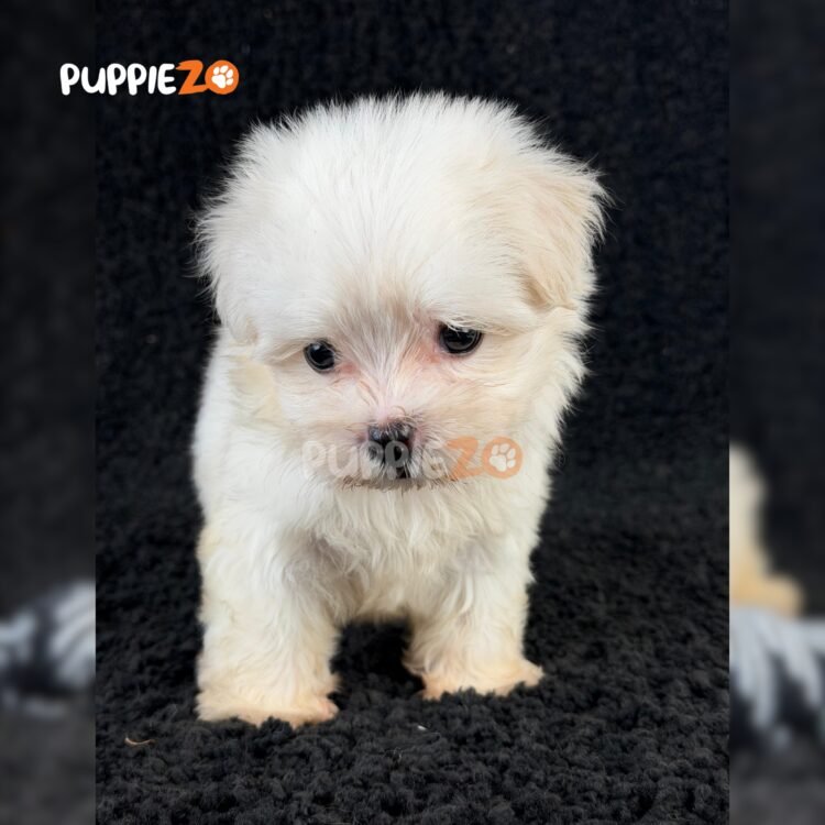 maltese-puppies-for-sale