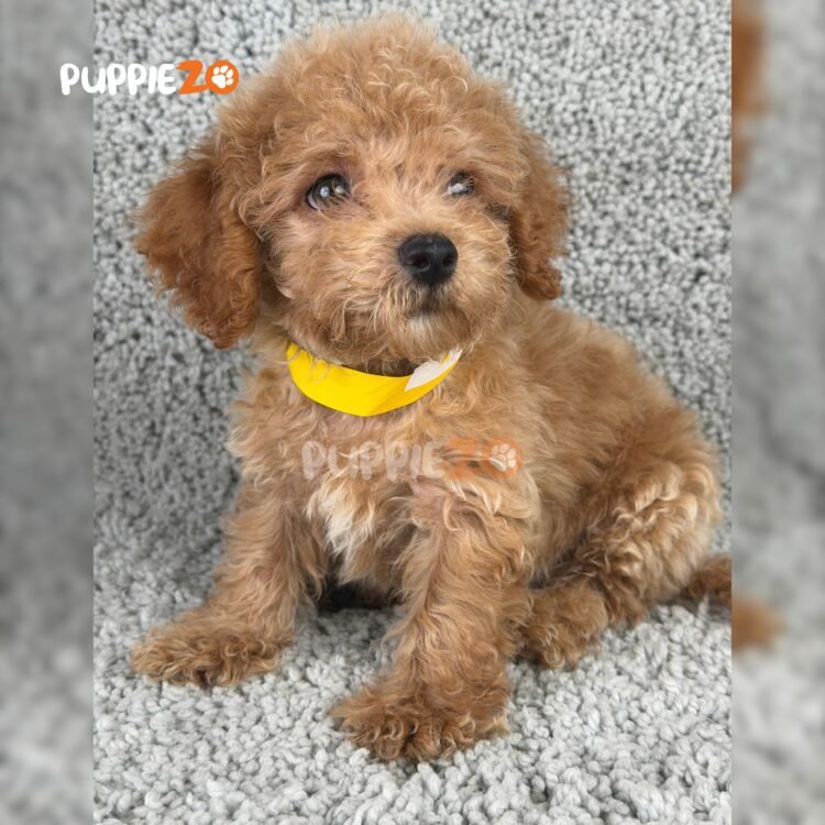 poodle-puppies-for-sale